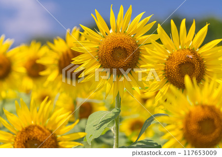 沐浴在清晨陽光下的向日葵田 117653009
