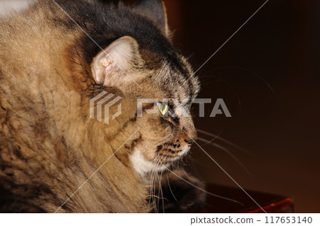 貓的臉 117653140
