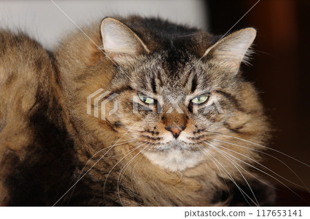 Cat's face Cat's face 117653141