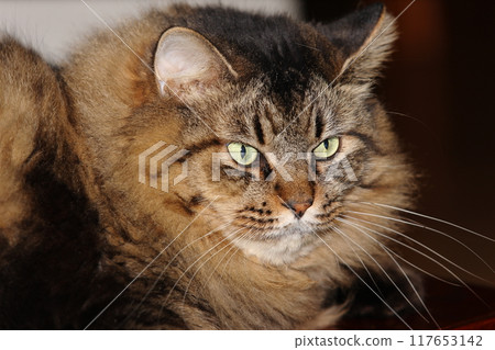 Cat's face Cat's face 117653142