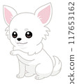 Cute sitting chihuahua paw pose (diagonal/left hand) 117653162