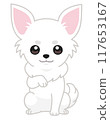 Cute sitting chihuahua paw pose (front/right hand) 117653167