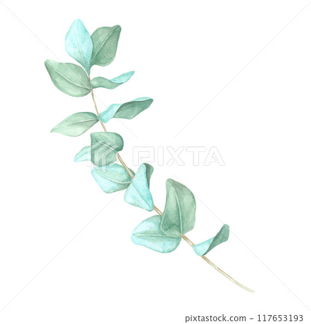 Slightly curved eucalyptus branch, True blue eucalyptus twig watercolor clipart. Isolated Botanical illustration for in organic product branding, blog graphics, or herbal skincare packaging Slightly curved eucalyptus branch, True blue eucalyptus twig watercolor clipart. Isolated Botanical illustration for in organic product branding, blog graphics, or herbal skincare packaging 117653193