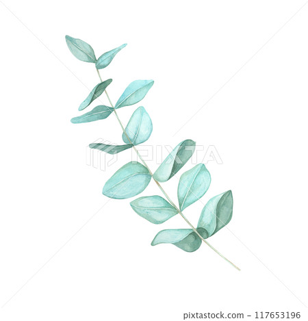 Eucalyptus branch with evenly spaced green leaves. True blue eucalyptus pastel twig watercolor clipart. Isolated Botanical illustration for wedding invitations, cosmetic labels or eco-themed projects 117653196