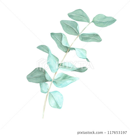 Single eucalyptus branch with soft, light green leaves. True blue eucalyptus twig watercolor clipart. Isolated Botanical illustration for natural cosmetics labels, floral designs and stationery 117653197