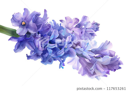 Beautiful hyacinth (watercolor painting) Beautiful hyacinth (watercolor painting) 117653261