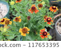 Helenium 秋季短版 'N' 時髦 Helenium 117653395