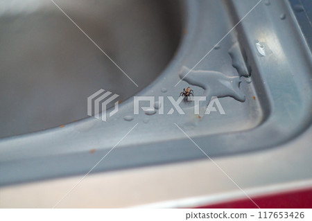 The spider has come to a small spilled puddle of water on a metal sink in the kitchen and is sitting in ambush, waiting for the passing red little ants to come closer The spider has come to a small spilled puddle of water on a metal sink in the kitchen and is sitting in ambush, waiting for the passing red little ants to come closer 117653426