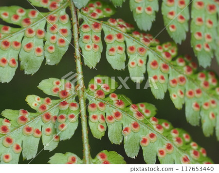 Bracken sporangia background material Bracken sporangia background material 117653440