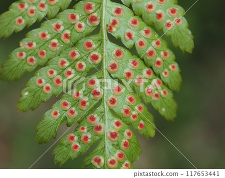 Bracken sporangia background material 117653441