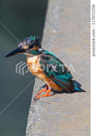瞄準魚的翠鳥 117653706