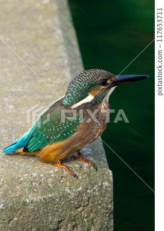 Cute Kingfisher 117653711