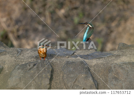 Parent and child of a pair 117653712