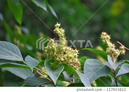 Green immature Mallotus japonicus fruits (summer, August) Green immature Mallotus japonicus fruits (summer, August) 117653822