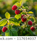 ripe red raspberries on a branch 117654037