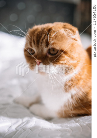 Red-haired Scottish fold cat with yellow eyes on the bed 117654106