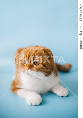 Red-haired Scottish fold cat with yellow eyes on blue background.  117654107