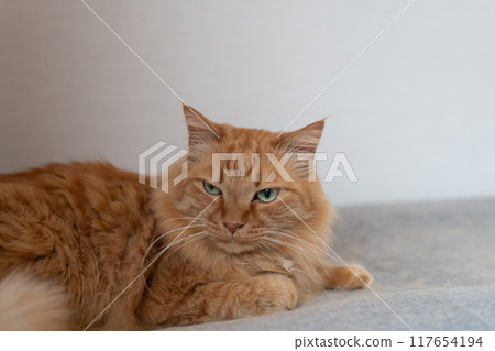 A staring cat, a tea tabby cat A staring cat, a tea tabby cat 117654194