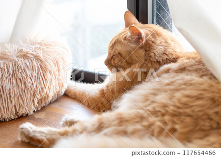 Cat sleeping by the window Tea tabby cat 117654466