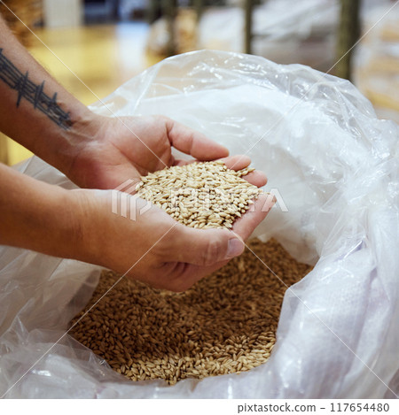 Technologist inspecting bag of grains, focusing on quality of ingredients for brewing process, selecting best ingredients for brewing beer. 117654480
