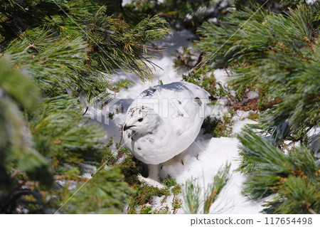 A female rock ptarmigan hiding in a cluster of pumila pines at Murododaira in Mt. Tateyama in early May 117654498