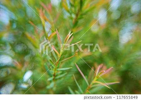 Melaleuca bracteata macro leaves small world  117655849