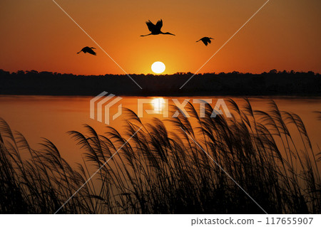 Yellow-billed storks flying over the Okavango Delta in Botswana at sunset 117655907