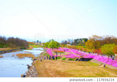 福祿考、芝櫻、芝櫻、立谷川櫻花、山形市 117656214