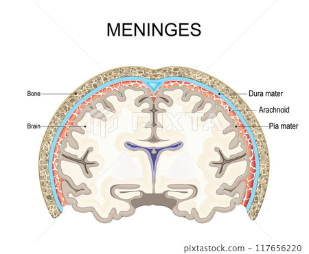 Meninges. Cross section of Skull and human brain with Pia mater, Arachnoid, and Dura mater. 117656220