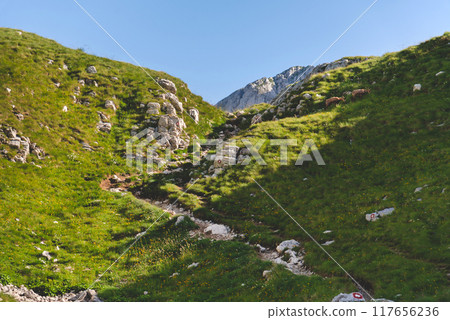 Mountain Goats Grazing near Marked Hiking Trail Mountain Goats Grazing near Marked Hiking Trail 117656236