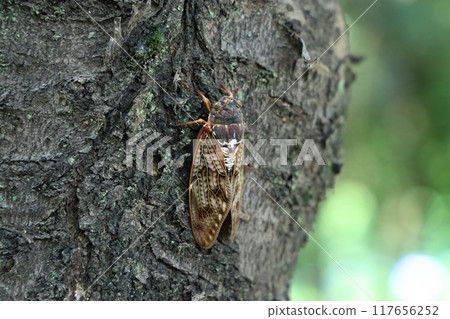 Abrasives perched on a tree 117656252