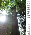 Energy of the Giant Trees 117656294