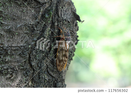 磨料樹棲息 磨料樹棲息 117656302