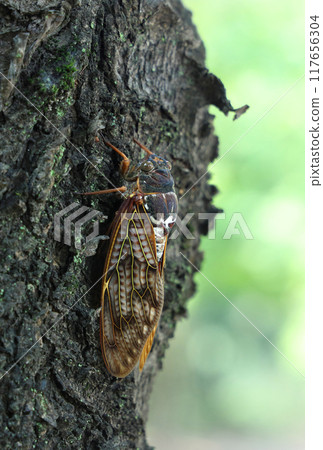 磨料樹棲息 磨料樹棲息 117656304