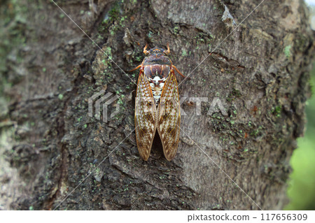 磨料樹棲息 117656309