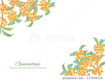 Frame material of sweet osmanthus painted with watercolors Frame material of sweet osmanthus painted with watercolors 117656334