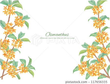 水彩畫的桂花框架材料 117656335