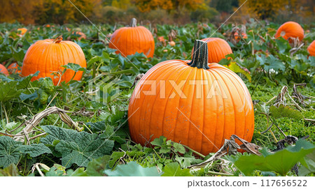 Pumpkin field over autumn background. Pumpkin field over autumn background. 117656522