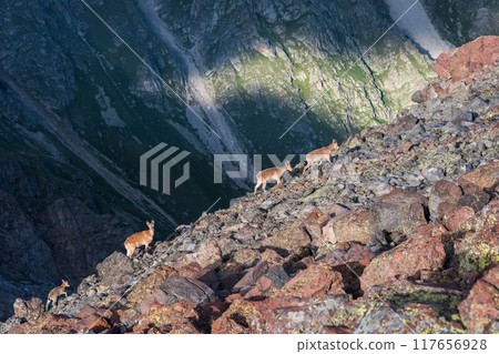 wild mountain goat-antelopes on a rocky scree with a mountain slope in the background 117656928