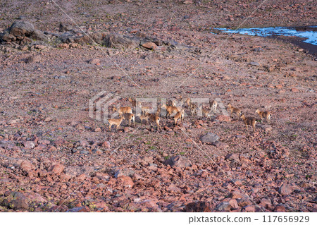 herd of wild mountain ibex on a rock slide on the site of a melted glacier in the highlands 117656929