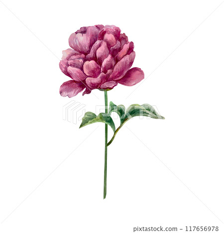 Peony watercolor. Blooming flower with leaves and stem. Vector illustration. For greeting cards, wedding invitations, large holiday banners, posters. Peony watercolor. Blooming flower with leaves and stem. Vector illustration. For greeting cards, wedding invitations, large holiday banners, posters. 117656978