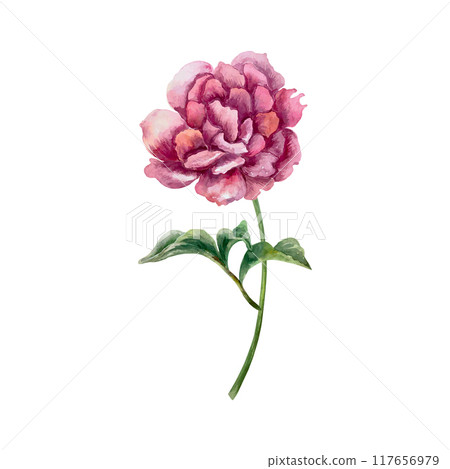 Peony watercolor. Vector illustration of a beautiful burgundy flower with leaves and stem. For greeting cards, wedding invitations, banners, posters. Peony watercolor. Vector illustration of a beautiful burgundy flower with leaves and stem. For greeting cards, wedding invitations, banners, posters. 117656979