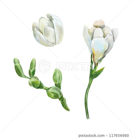 Freesia flower watercolor. White and green buds, set. Vector illustration. Greeting cards, wedding invitations, holiday and summer banners, posters. Freesia flower watercolor. White and green buds, set. Vector illustration. Greeting cards, wedding invitations, holiday and summer banners, posters. 117656980