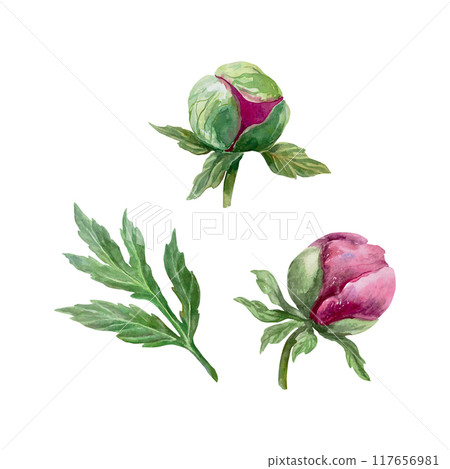 Peonies buds and leaf watercolor. Burgundy flowers. Vector illustration. For greeting cards, wedding invitations and large holiday banners, posters. Peonies buds and leaf watercolor. Burgundy flowers. Vector illustration. For greeting cards, wedding invitations and large holiday banners, posters. 117656981