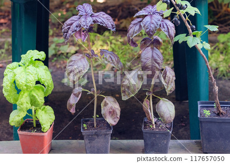 Basil in pots is growing in rustic garden. Seedling in green house. Growing spices. Cottage garden. 117657050