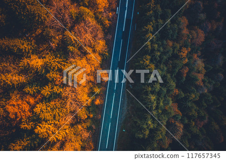 Paved road between autumn trees 117657345