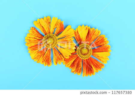 Top view of two Helenium flower buds on a blue background. 117657380