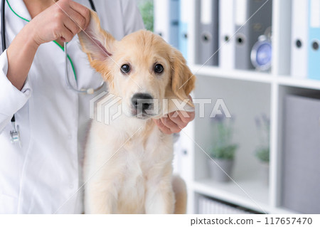 Dog ears examining Dog ears examining 117657470