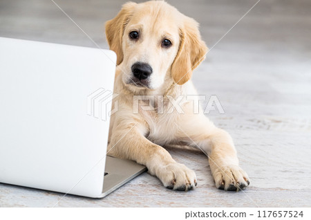 Cute dog near laptop Cute dog near laptop 117657524