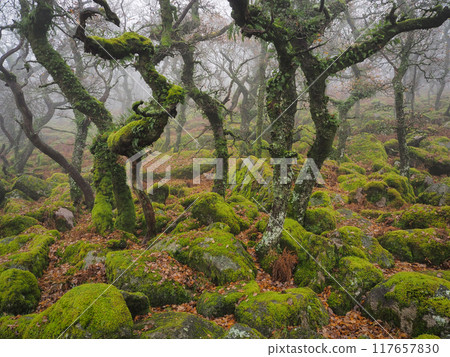 Lichen covered trees rocks, Black-a-Tor Copse, West Okement River, Dartmoor UK Lichen covered trees rocks, Black-a-Tor Copse, West Okement River, Dartmoor UK 117657830